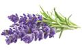 Lavanta Ürünleri